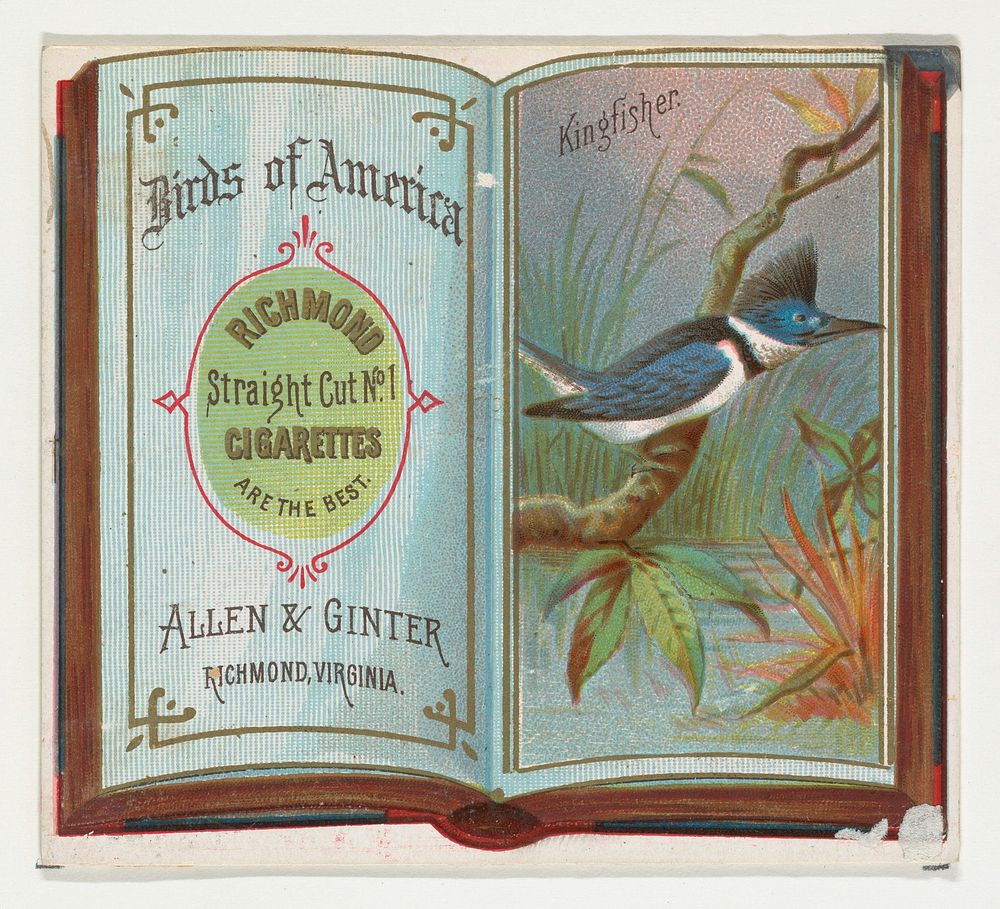Kingfisher, from the Birds of America series (N37) for Allen & Ginter Cigarettes issued by Allen & Ginter 