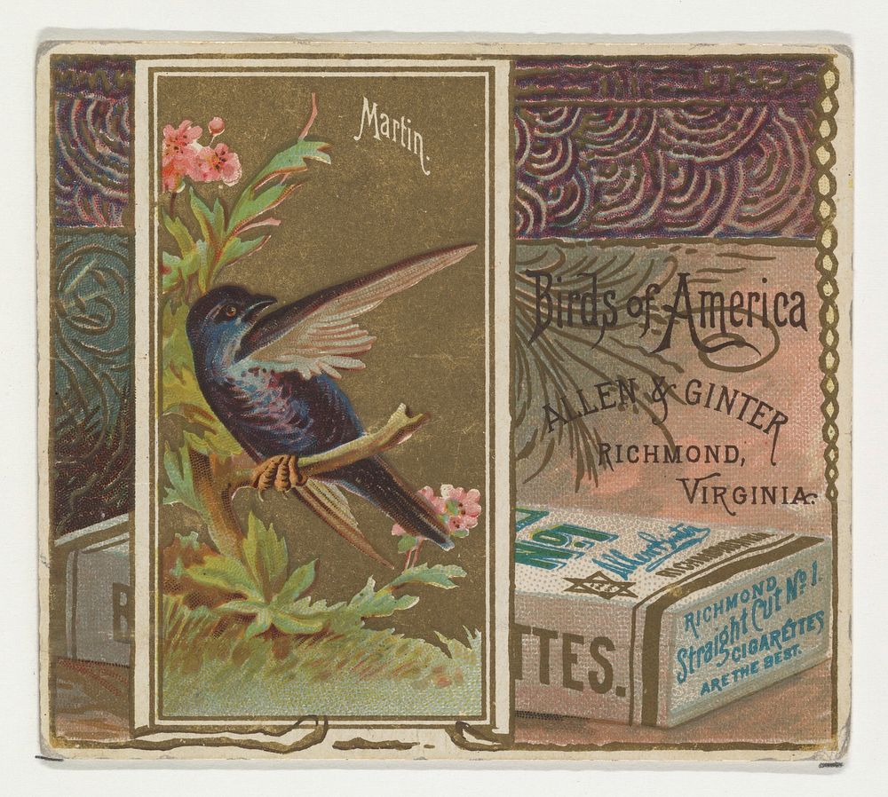 Martin, from the Birds of America series (N37) for Allen & Ginter Cigarettes issued by Allen & Ginter 