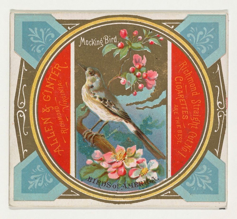 Mockingbird, from the Birds of America series (N37) for Allen & Ginter Cigarettes issued by Allen & Ginter 
