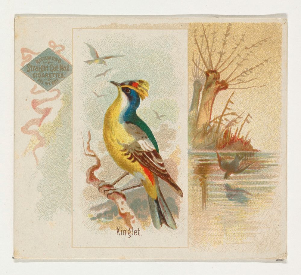 Kinglet, from the Song Birds of the World series (N42) for Allen & Ginter Cigarettes issued by Allen & Ginter, George S.…