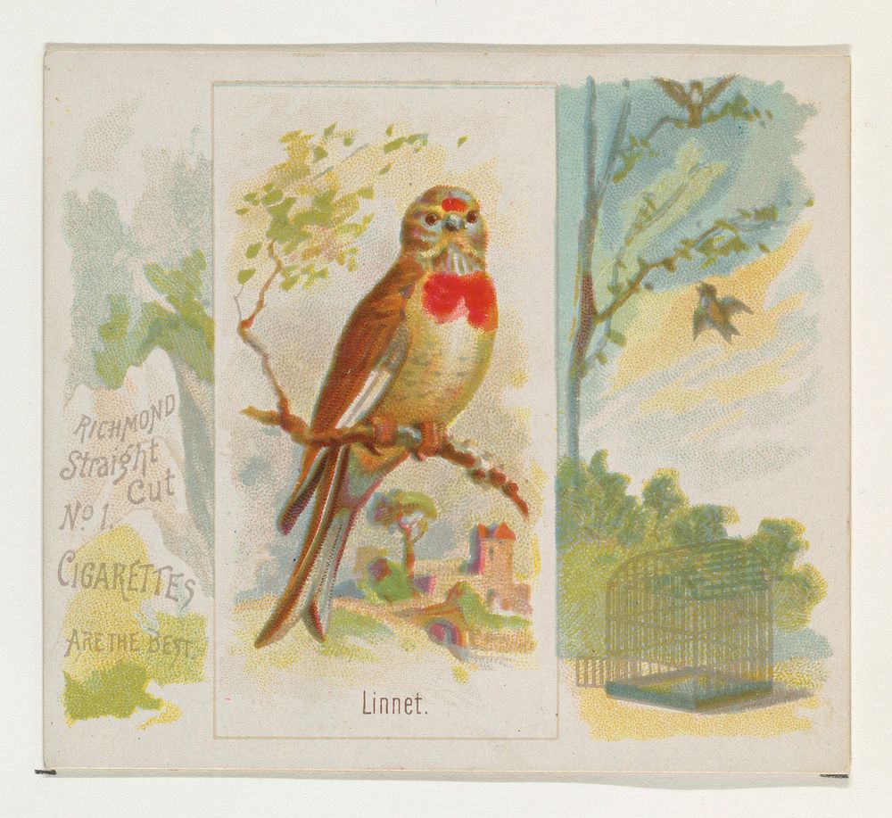 Linnet, from the Song Birds of the World series (N42) for Allen & Ginter Cigarettes issued by Allen & Ginter, George S.…