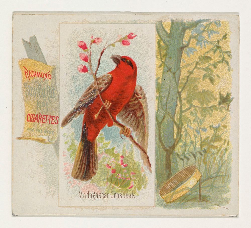 Madagascar Grosbeak, from the Song Birds of the World series (N42) for Allen & Ginter Cigarettes