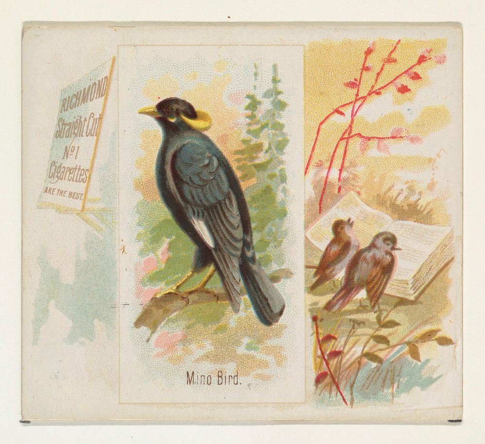 Mino Bird, from the Song Birds of the World series (N42) for Allen & Ginter Cigarettes issued by Allen & Ginter, George S.…