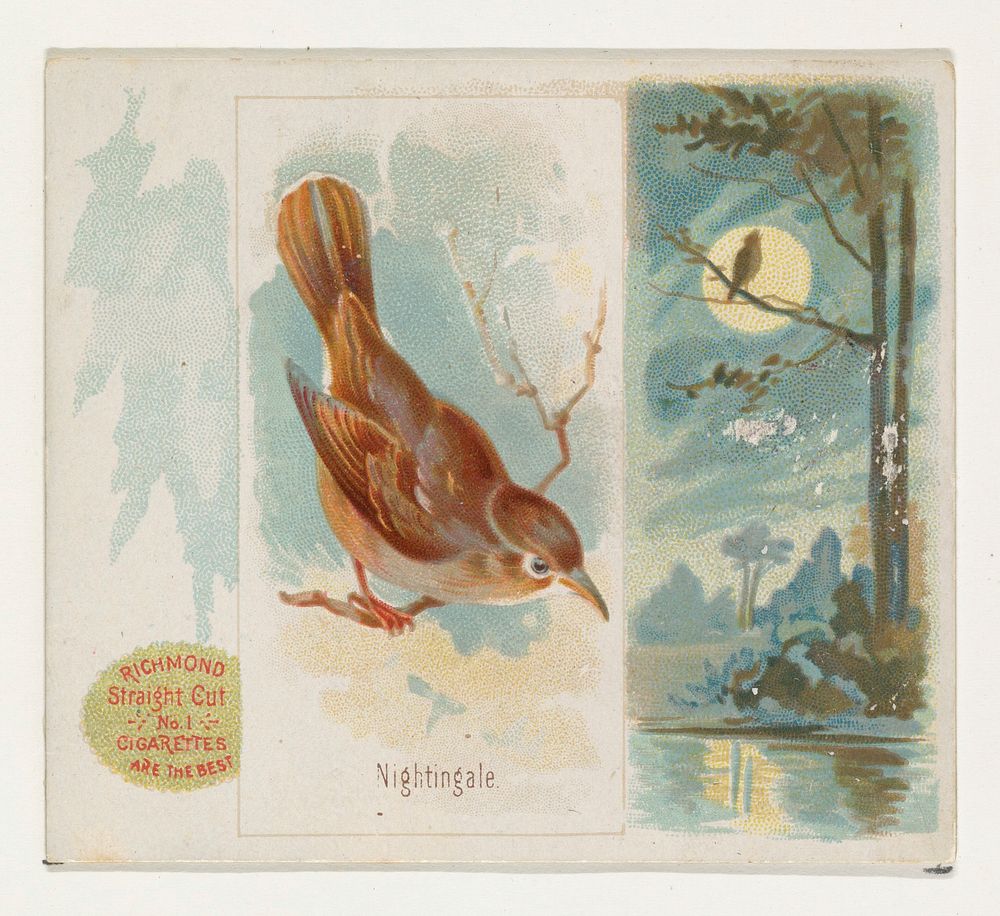 Nightingale, from the Song Birds of the World series (N42) for Allen & Ginter Cigarettes issued by Allen & Ginter, George S.…