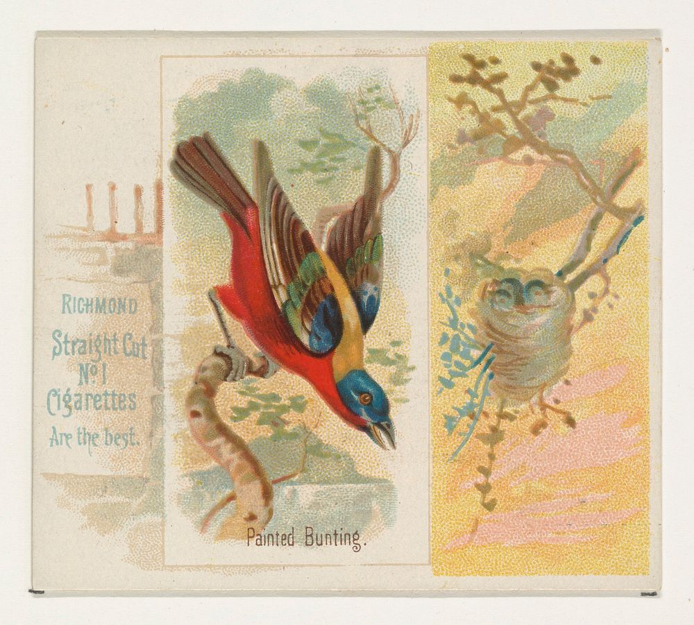 Painted Bunting, from the Song Birds of the World series (N42) for Allen & Ginter Cigarettes, issued by Allen & Ginter