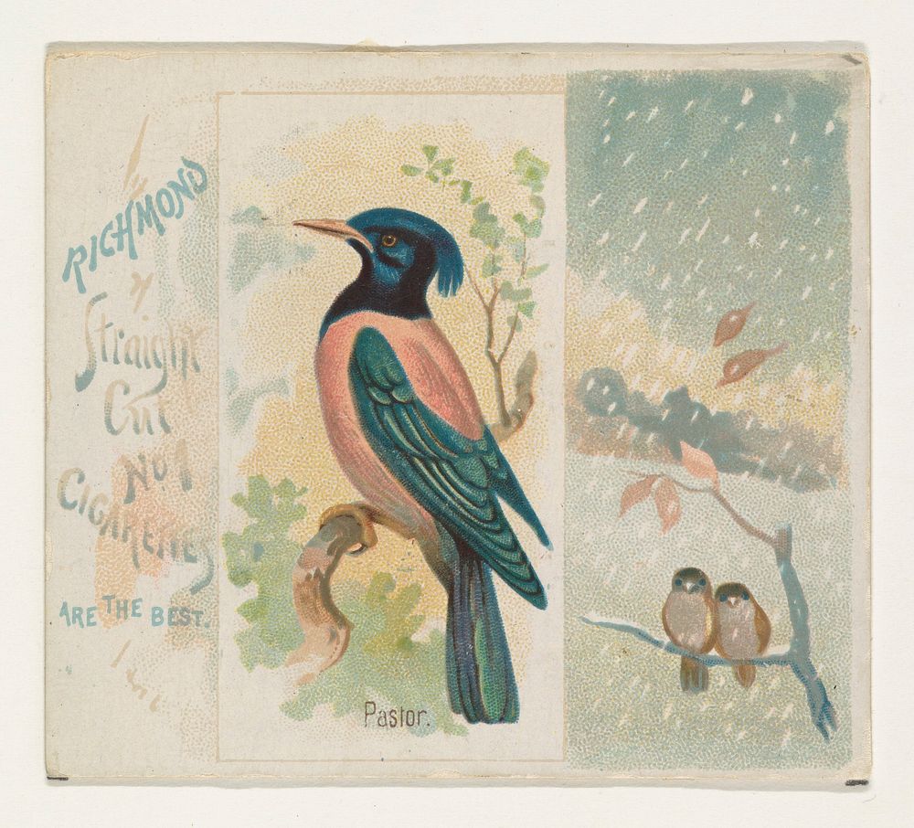 Pastor, from the Song Birds of the World series (N42) for Allen & Ginter Cigarettes