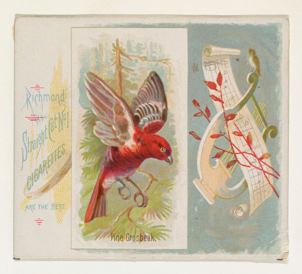 Pine Grosbeak, from the Song Birds of the World series (N42) for Allen & Ginter Cigarettes