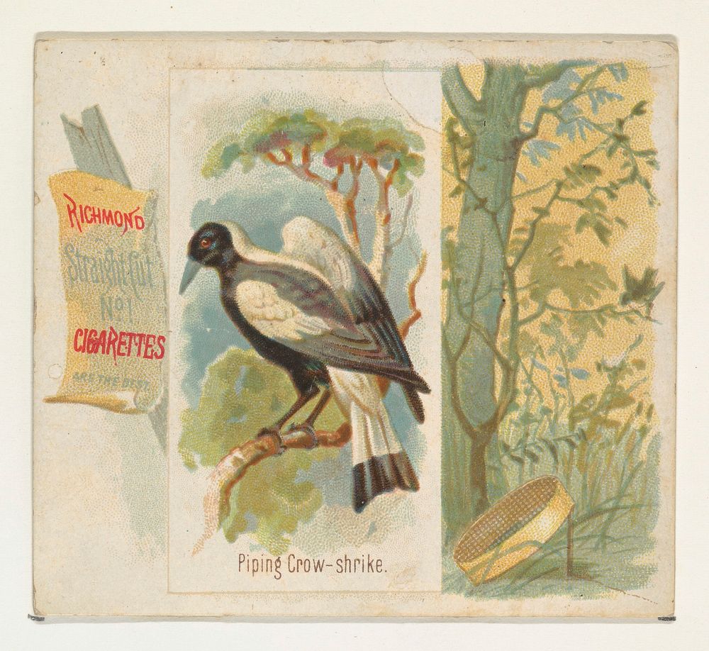 Piping Crow-shrike, from the Song Birds of the World series (N42) for Allen & Ginter Cigarettes issued by Allen & Ginter…