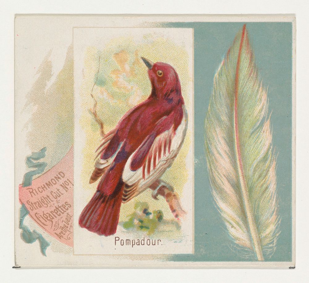 Pompadour, from the Song Birds of the World series (N42) for Allen & Ginter Cigarettes issued by Allen & Ginter, George S.…