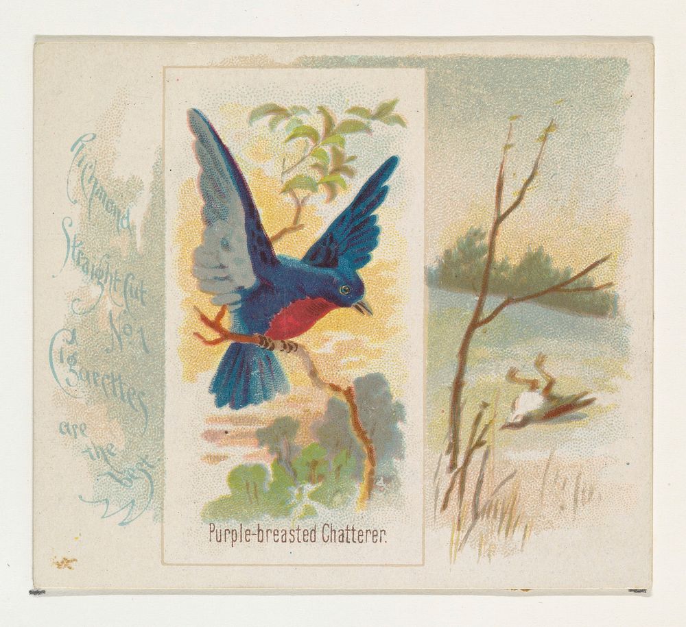 Purple-breasted Chatterer, from the Song Birds of the World series (N42) for Allen & Ginter Cigarettes issued by Allen &…