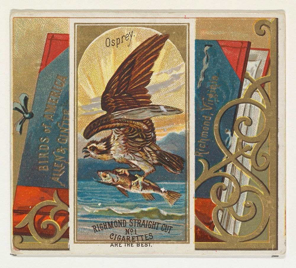 Osprey, from the Birds of America series (N37) for Allen & Ginter Cigarettes issued by Allen & Ginter 