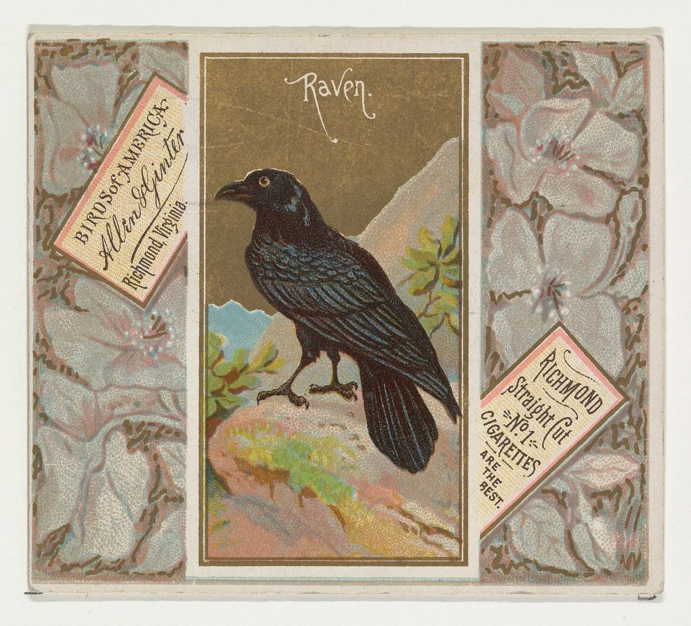 Raven, from the Birds of America series (N37) for Allen & Ginter Cigarettes