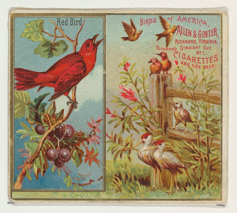 Red Bird, from the Birds of America series (N37) for Allen & Ginter Cigarettes issued by Allen & Ginter 