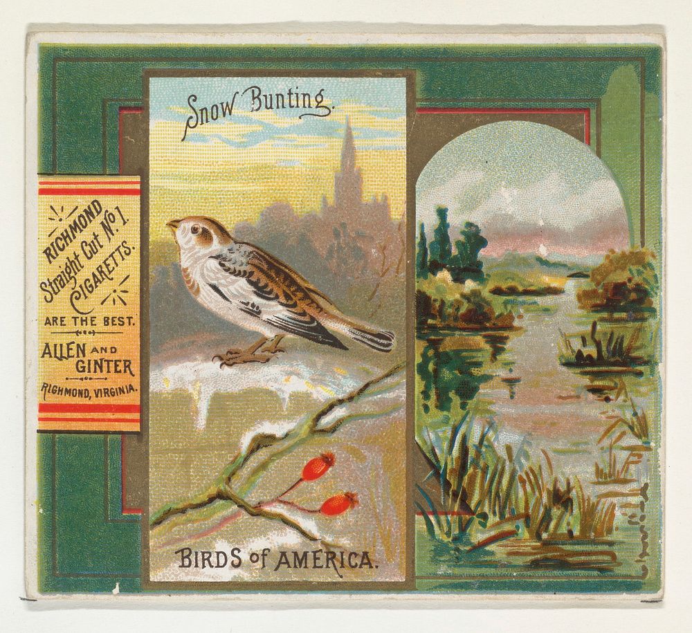 Snow Bunting, from the Birds of America series (N37) for Allen & Ginter Cigarettes issued by Allen & Ginter 