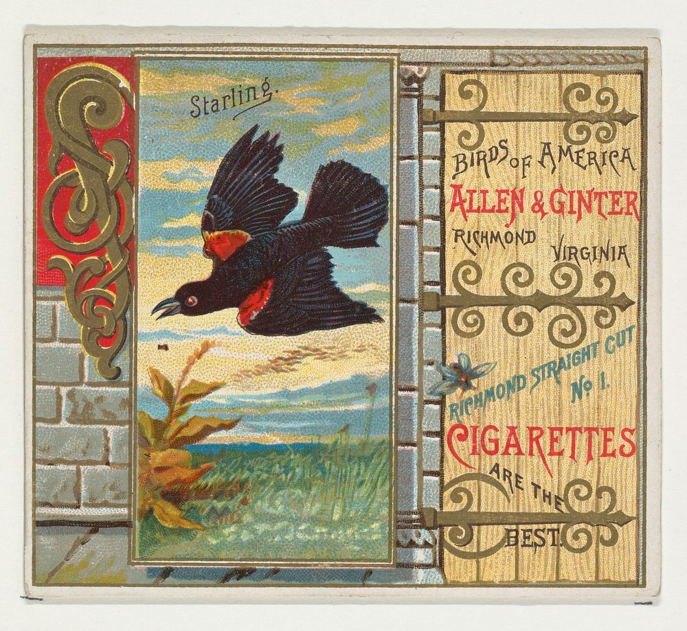 Starling, from the Birds of America series (N37) for Allen & Ginter Cigarettes issued by Allen & Ginter 