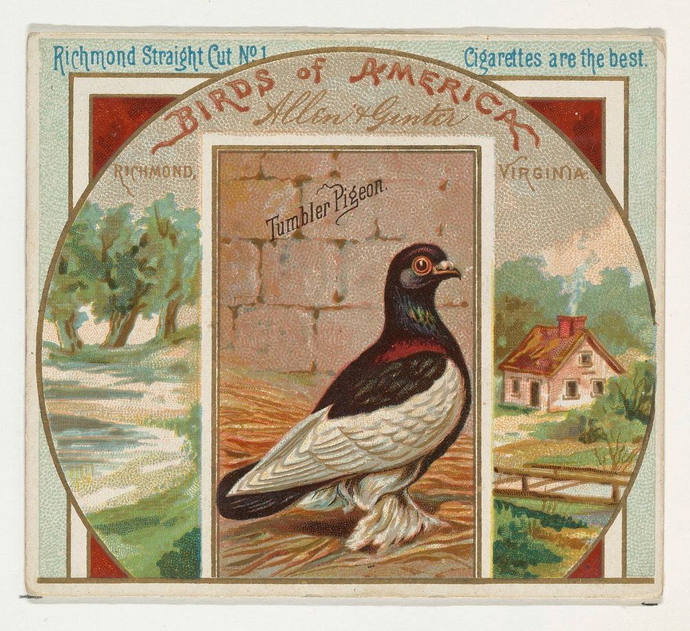 Tumbler Pigeon, from the Birds of America series (N37) for Allen & Ginter Cigarettes issued by Allen & Ginter 