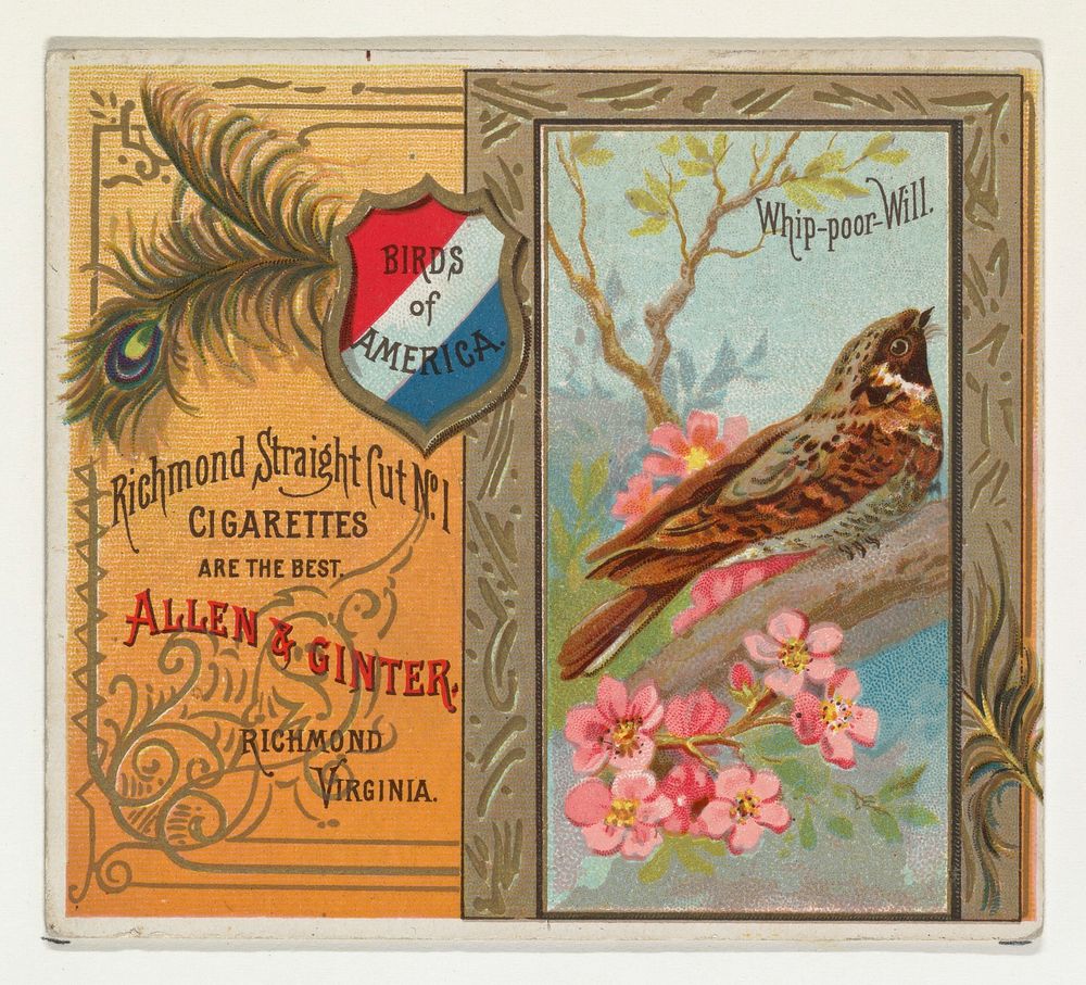 Whip-poor Will, from the Birds of America series (N37) for Allen & Ginter Cigarettes issued by Allen & Ginter 