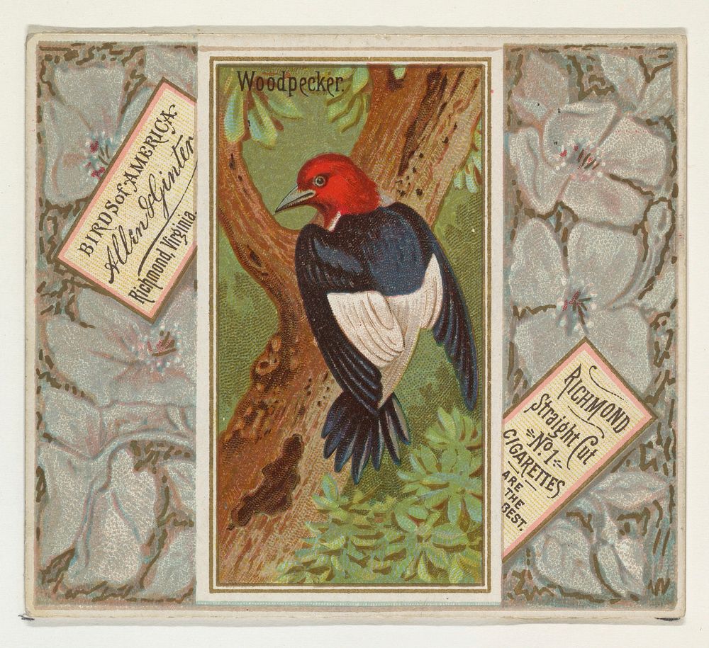 Woodpecker, from the Birds of America series (N37) for Allen & Ginter Cigarettes issued by Allen & Ginter 