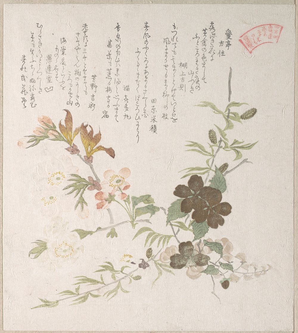 Cherry Blossoms and Yamabuki Flowers by Kubo Shunman