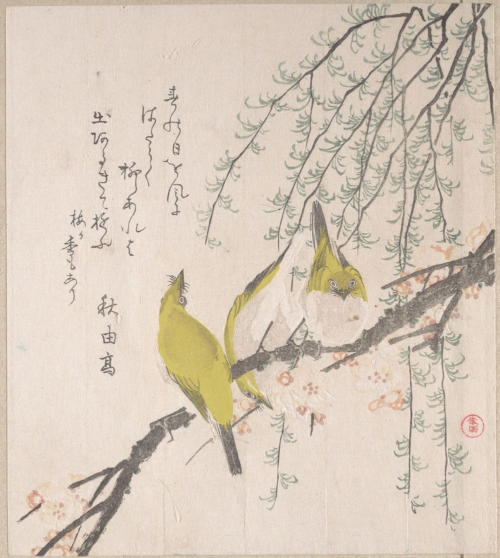 Japanese White-eyes with Plum Tree and Willow, from Spring Rain Surimono Album (Harusame surimono-jō, vol. 3) by Kubo Shunman