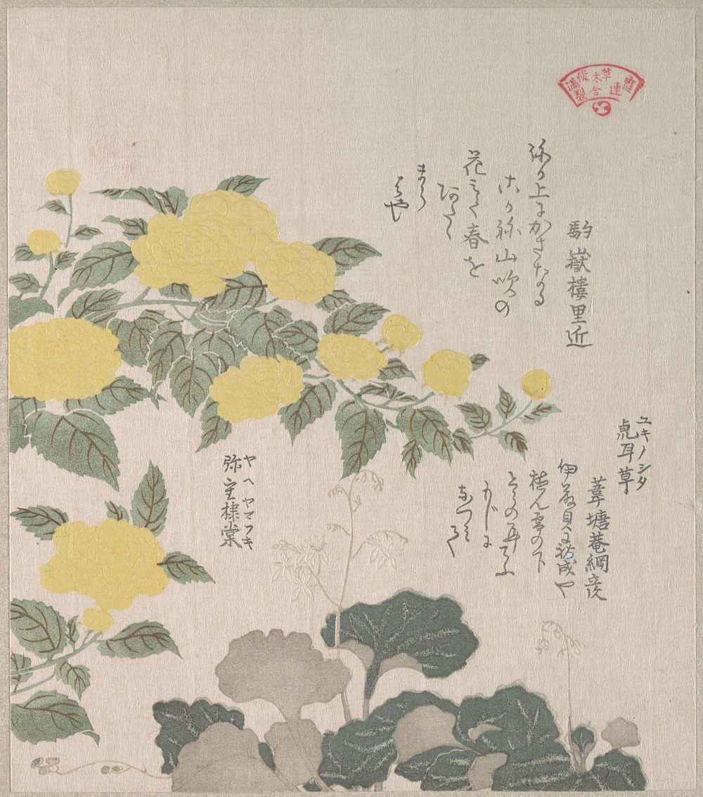Corchorus (or Yellow Rose) and Creeping Saxifrage by Kubo Shunman