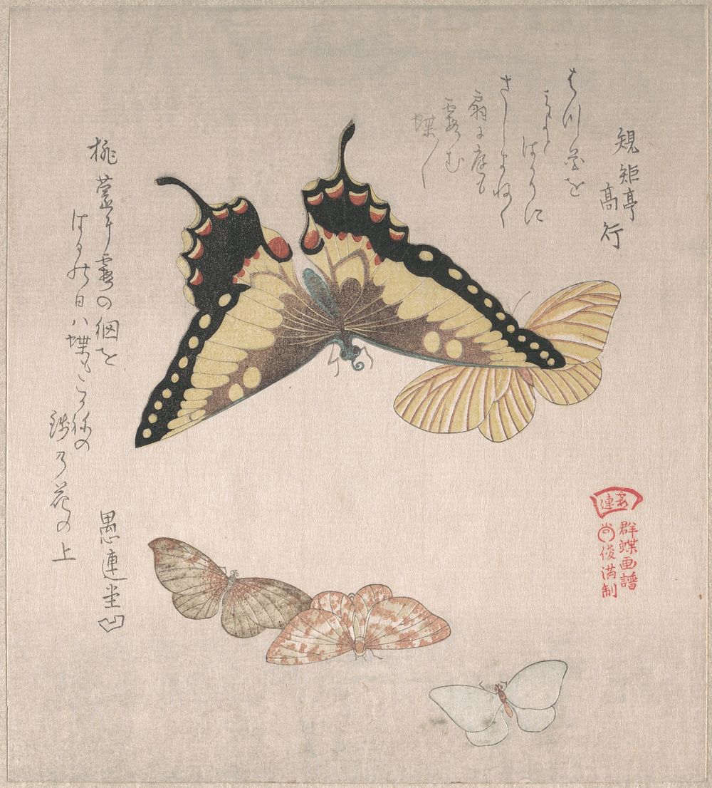 Various Moths and Butterflies by Kubo Shunman