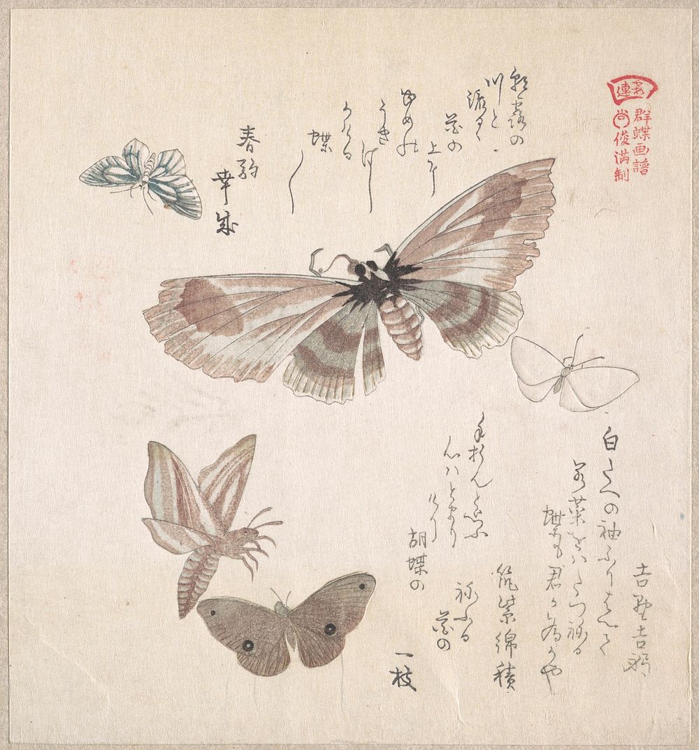 Various Moths and Butterflies by Kubo Shunman