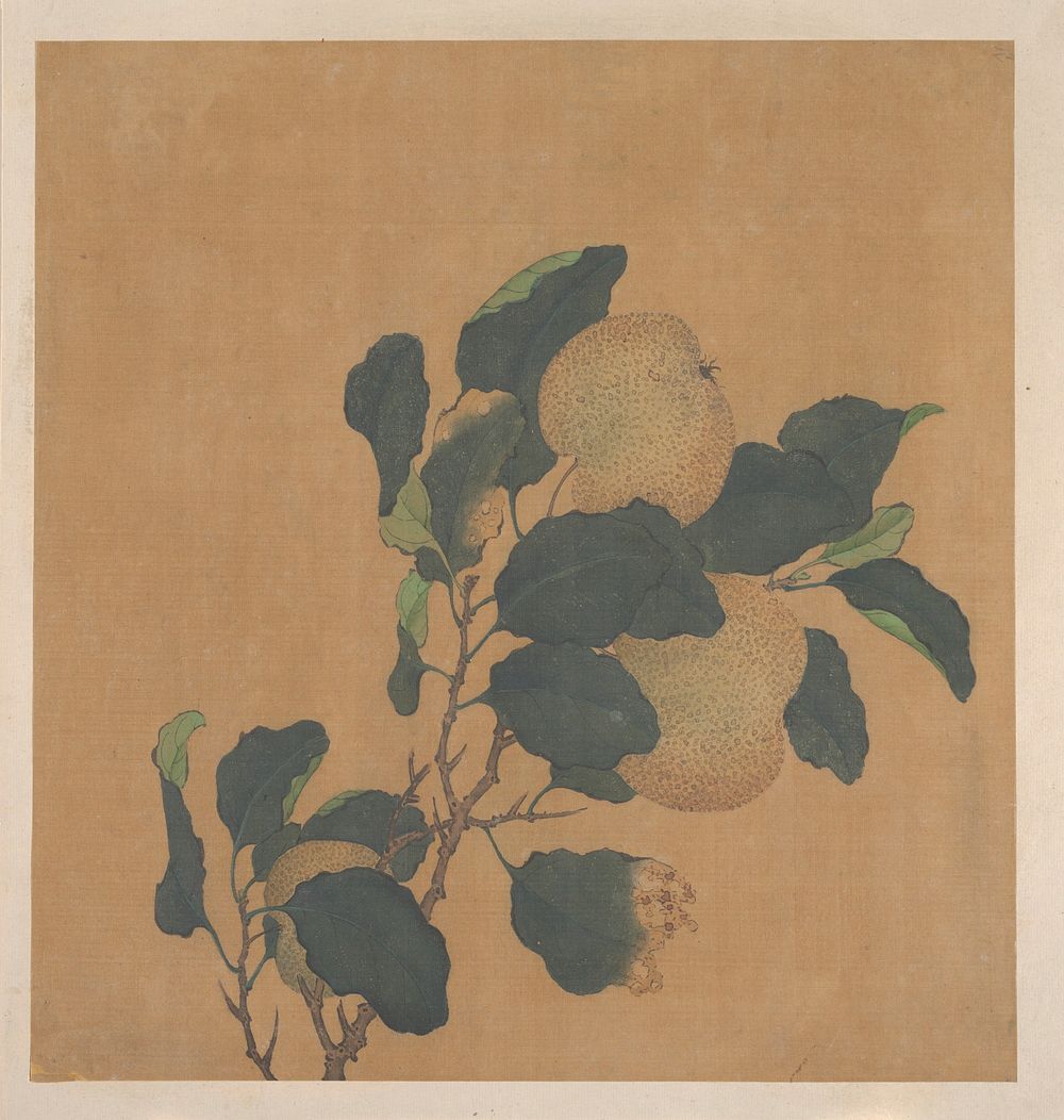 Branch of Tree with Fruit by Unidentified artist