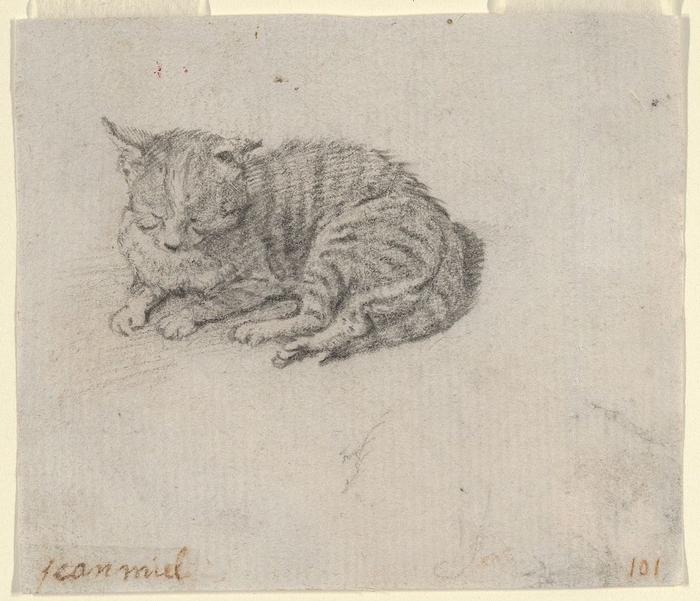 Study of a Sleeping Cat