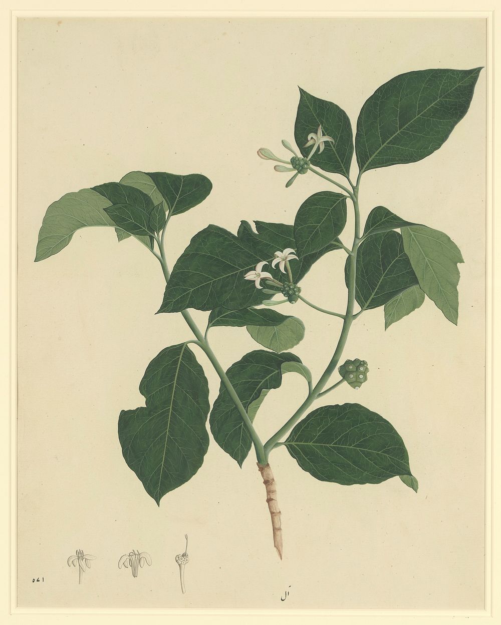 Botanical Study of Indian Mulberry (Morinda citrifolia), late 18th century