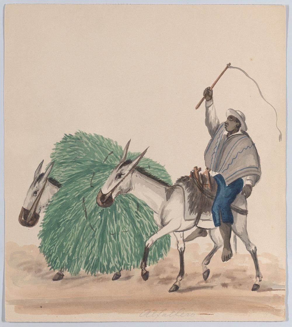 A man riding a mule, his whip raised, another mule loaded with grass alongside, from a group of drawings depicting Peruvian…