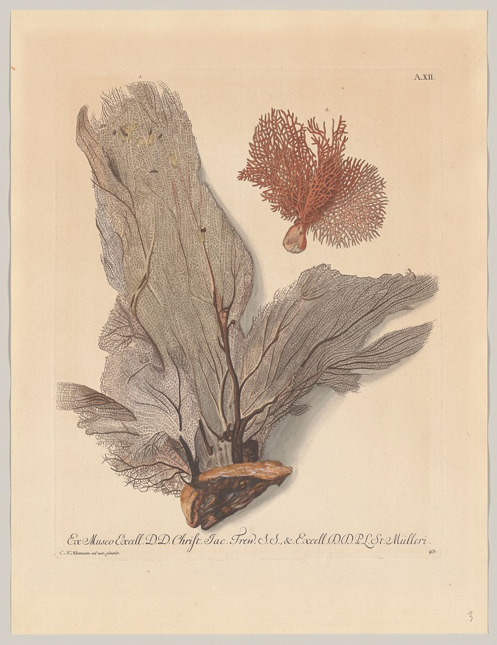 Plate A. XII;  from "Deliciae Naturae Selectae"