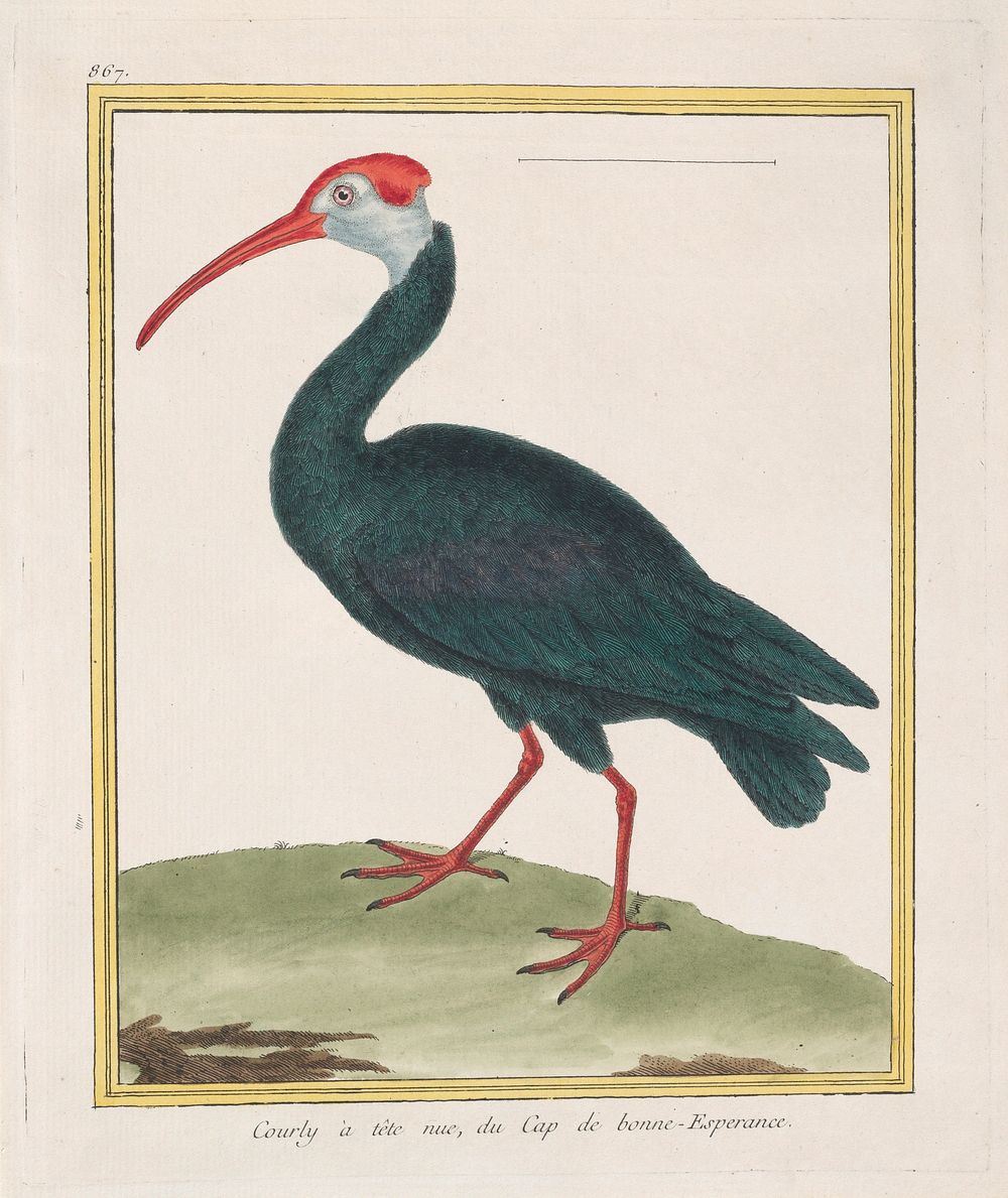 Courly à tête nu, du Cap de bonne Esperance (Bald Ibis from the Cape of Good Hope)