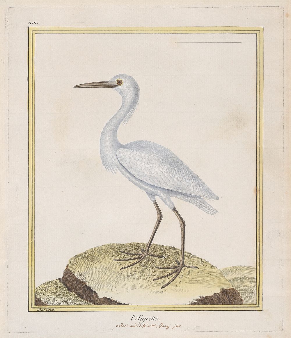 L'Aigrette (Egret)