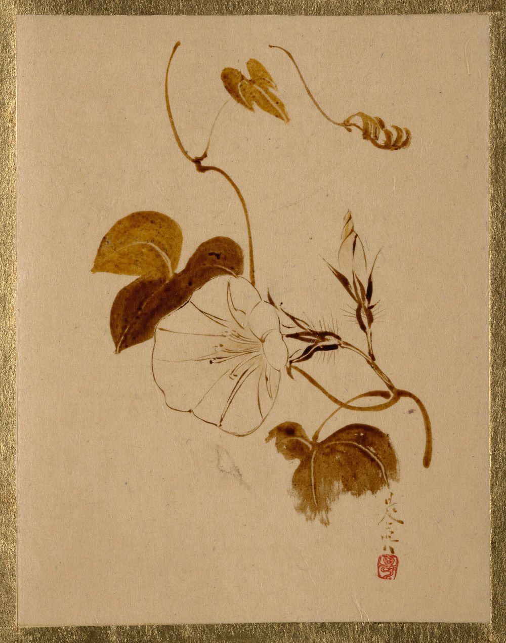Morning Glory. Original public domain image from the MET museum.