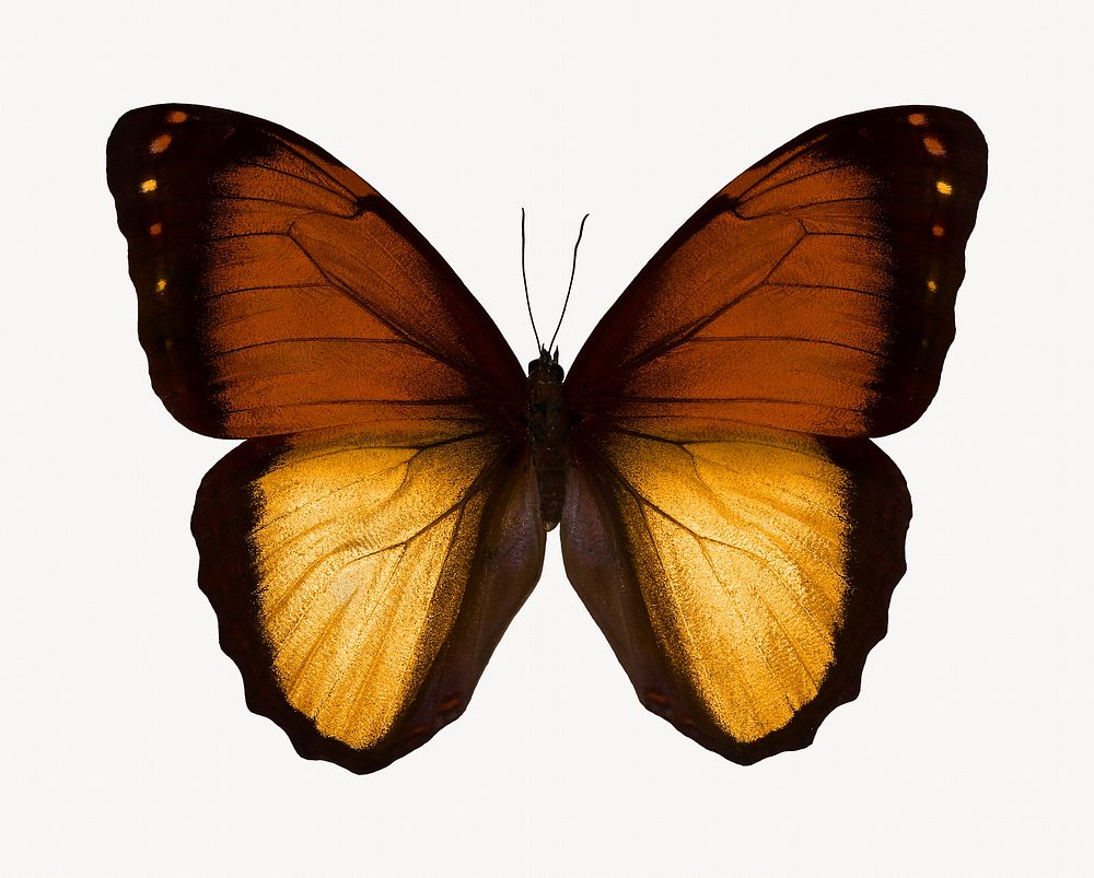 Brown butterfly, animal isolated image