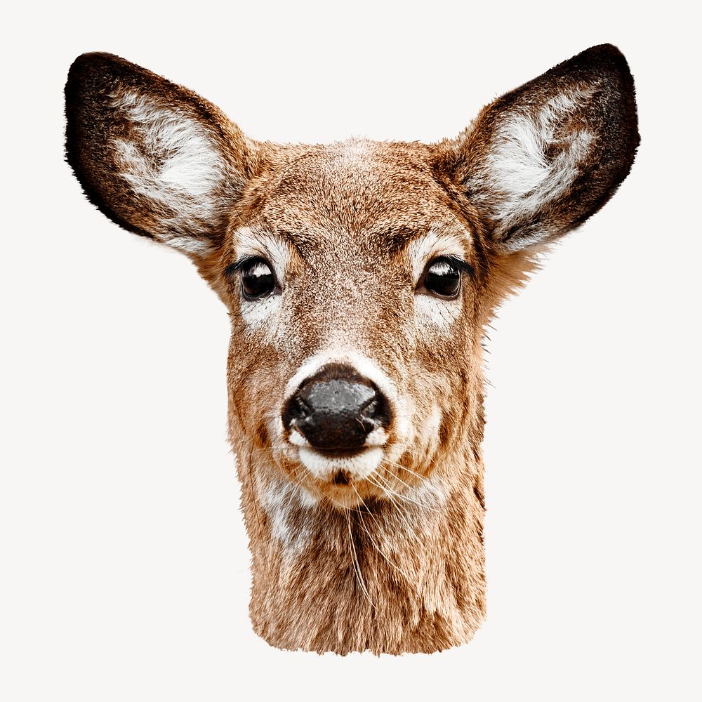 White-tailed deer wildlife, isolated animal image psd