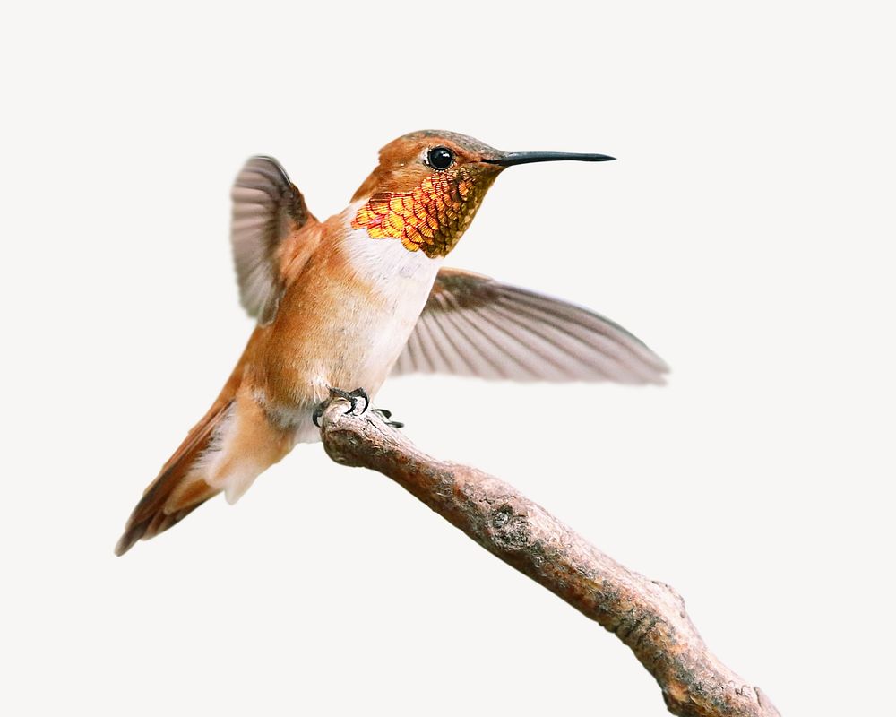 Rufous hummingbird collage element psd