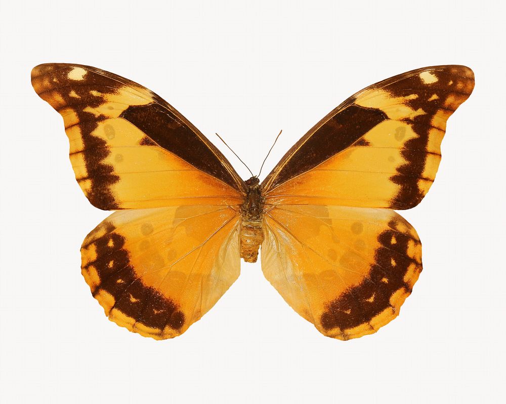 Yellow butterfly, isolated animal image