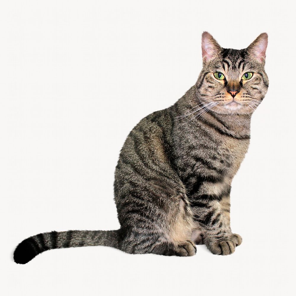 Striped cat, isolated animal image