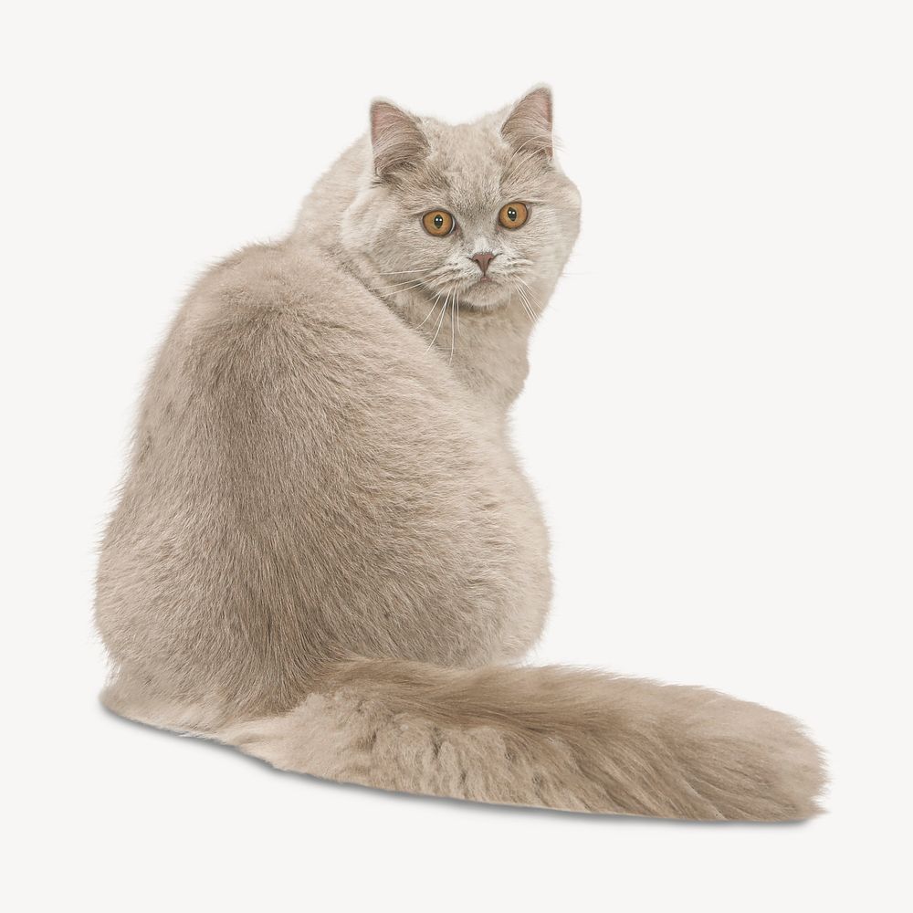 Persian cat, isolated animal image psd
