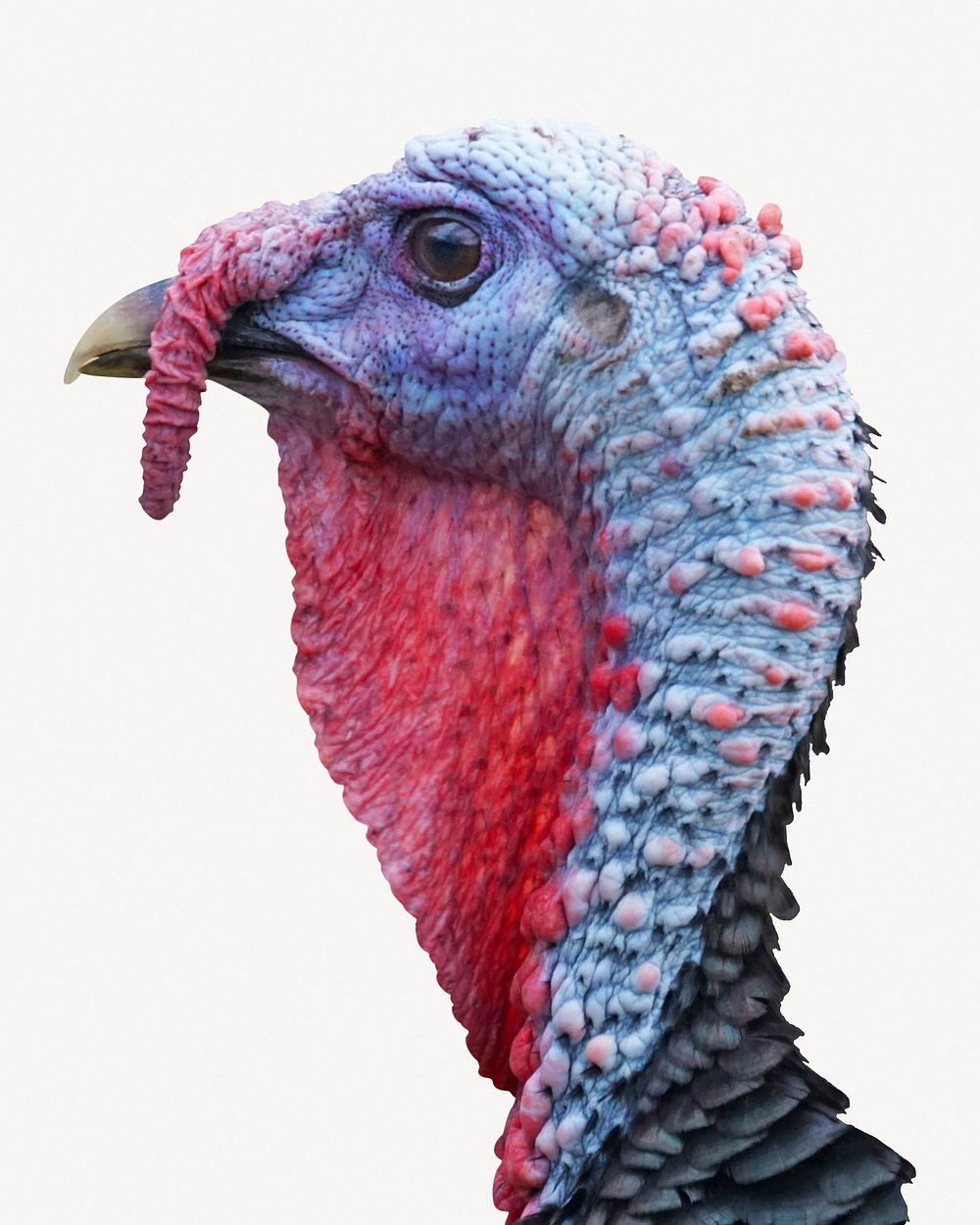 Turkey bird head, isolated animal image psd