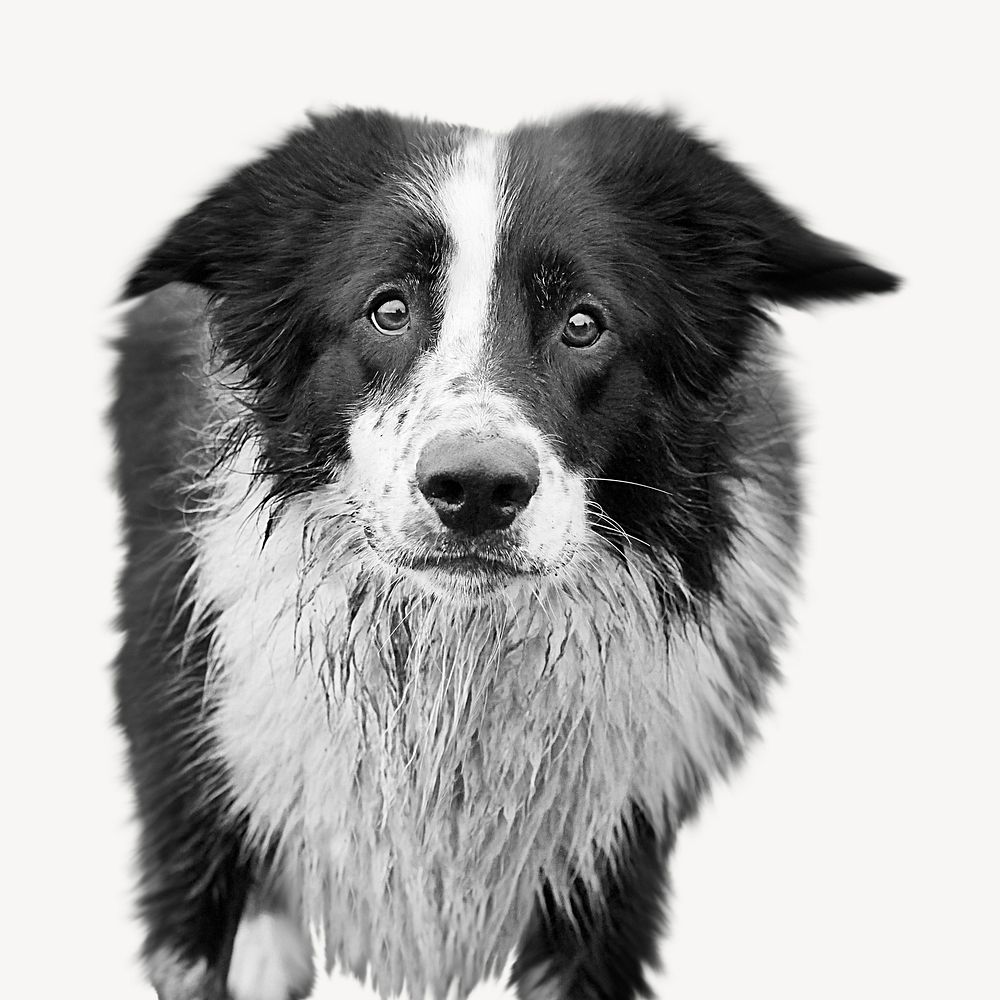 Collie dog collage element psd