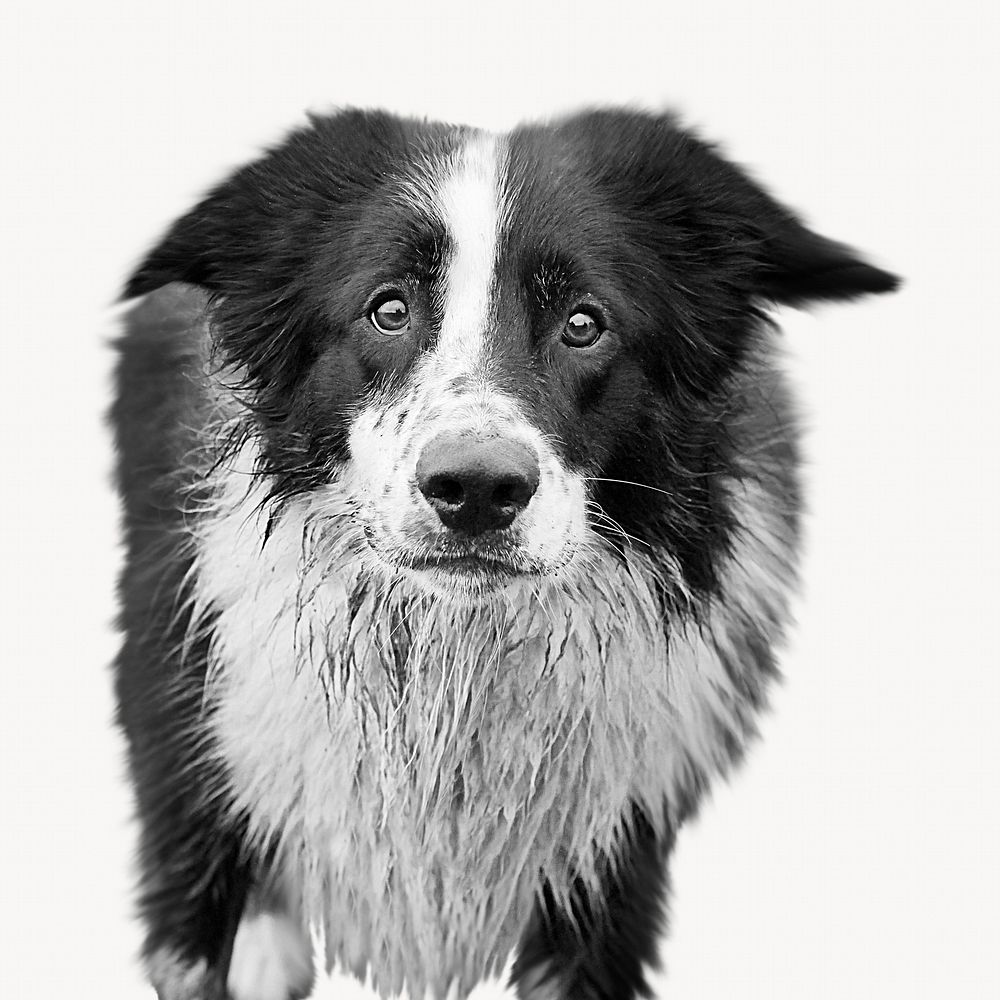 Collie dog isolated animal image