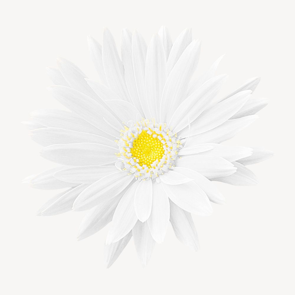 White gerbera collage element psd