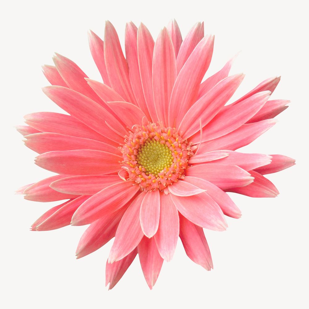 Pink gerbera collage element psd | Free PSD - rawpixel