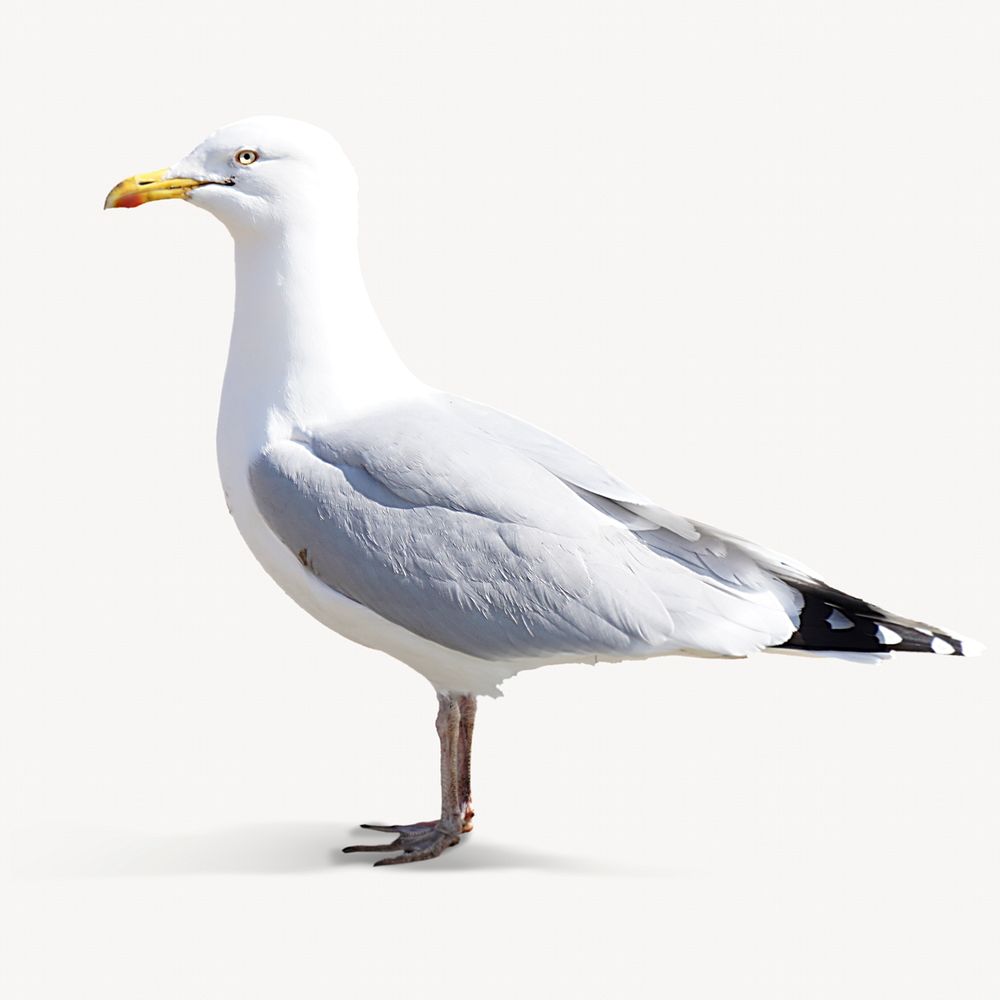 Seagull bird, isolated animal image