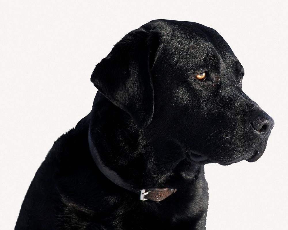 Labrador retriever dog, pet animal image psd
