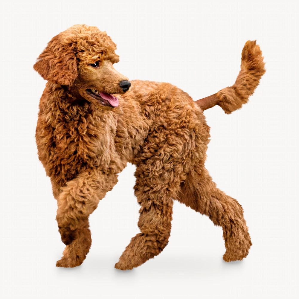 Brown poodle, isolated animal image