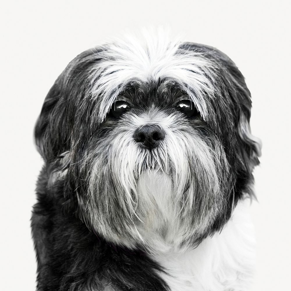Shih tzu dog, pet animal isolated image psd